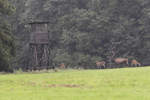 Red deer (Cervus elaphus) and bare deer in front of a raised hide in the rain during the rut, Western Hungary, Hungary, Allgäu, Bavaria, Germany