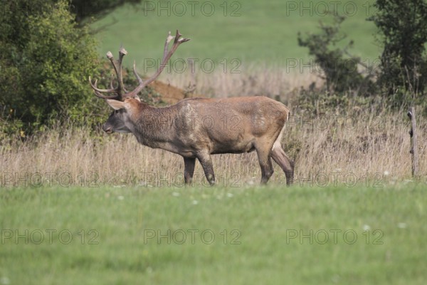 Red deer (Cervus elaphus) during the rut, Western Hungary, Hungary, Allgäu, Bavaria, Germany