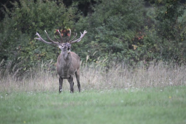 Red deer (Cervus elaphus) roaring during the rut, Western Hungary, Hungary, Western Hungary, Hungary