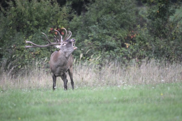 Red deer (Cervus elaphus) roaring during the rut, western Hungary, Hungary, Allgäu, Bavaria, Germany