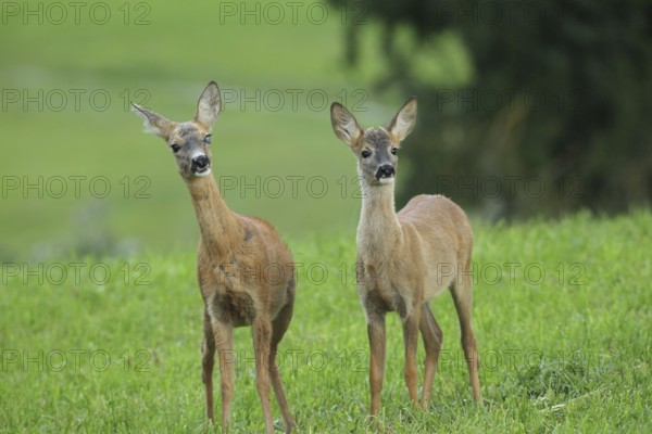 Roe deer (Capreolus capreolus) doe and fawn secure in the meadow, doe with eye injury, Allgäu, Bavaria, Germany, Allgäu, Bavaria, Germany