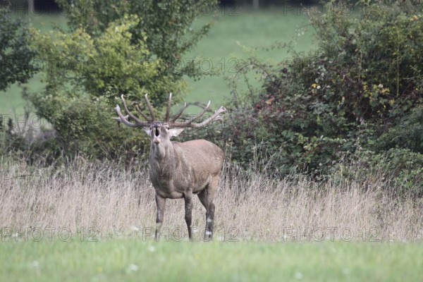 Red deer (Cervus elaphus) roaring during the rut, Western Hungary, Hungary, Western Hungary, Hungary