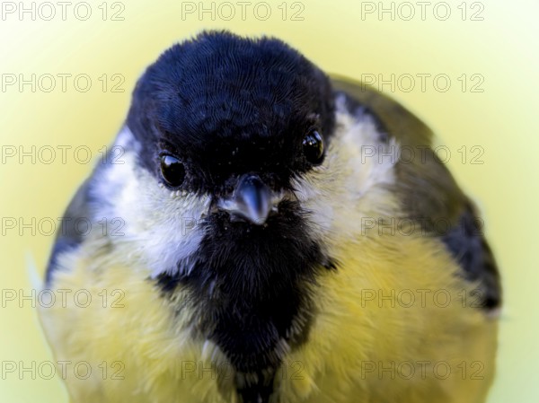 Great tit (Parus major) portrait of the head shown in frontal view, orchard, Baden-Württemberg, Germany