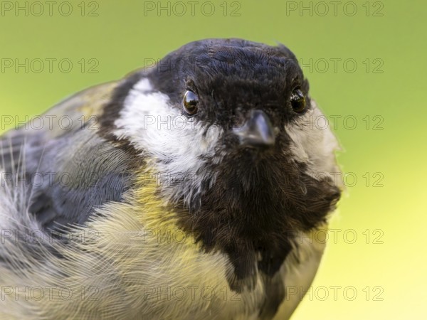 Great tit (Parus major) portrait of the head shown in frontal view, orchard, Baden-Württemberg, Germany
