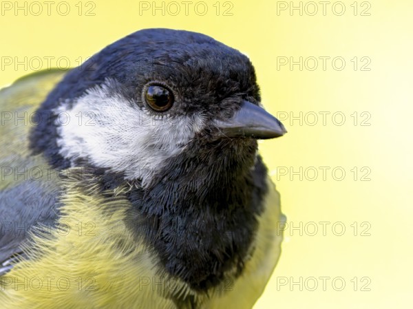 Great tit (Parus major) portrait of the head shown in quarter view, orchard, Baden-Württemberg, Germany