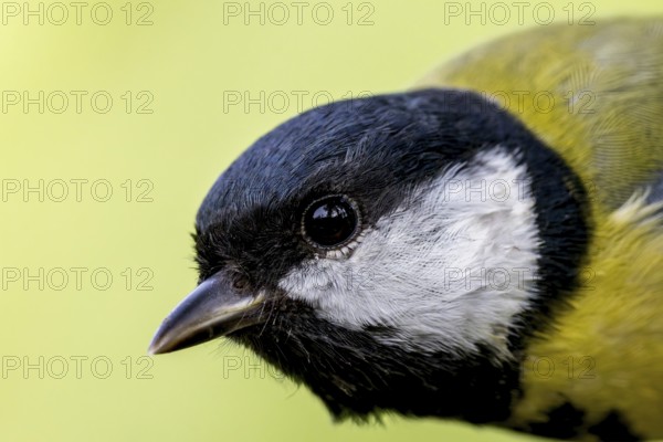 Great tit (Parus major) portrait of the head shown in side view, orchard, Baden-Württemberg, Germany