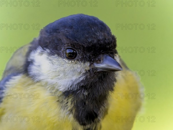 Great tit (Parus major) portrait of the head shown in quarter view, orchard, Baden-Württemberg, Germany