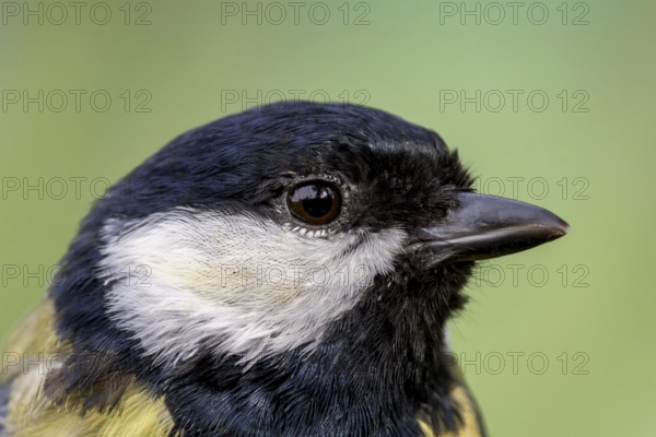 Great tit (Parus major) portrait of the head shown in side view, orchard, Baden-Württemberg, Germany