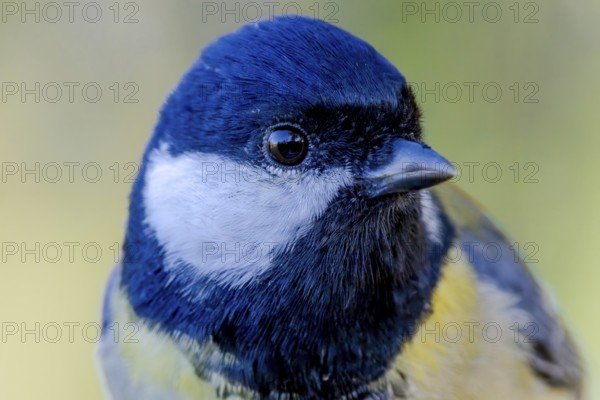 Great tit (Parus major) portrait of the head shown in quarter view, orchard, Baden-Württemberg, Germany