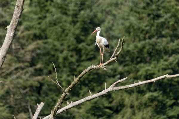 White stork (Ciconia ciconia), white stork, clapper stork standing on a dead tree at the edge of the forest, Bobenhausen, Ranstadt, Wetterau, Hesse, Germany