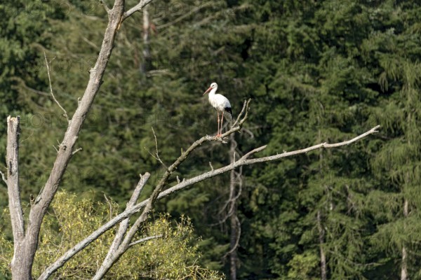White stork (Ciconia ciconia), white stork, clapper stork standing on a dead tree at the edge of the forest, Bobenhausen, Ranstadt, Wetterau, Hesse, Germany