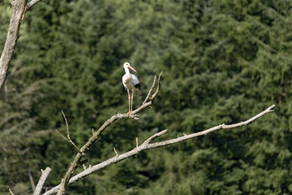 White stork (Ciconia ciconia), white stork, clapper stork standing on a dead tree at the edge of the forest, Bobenhausen, Ranstadt, Wetterau, Hesse, Germany