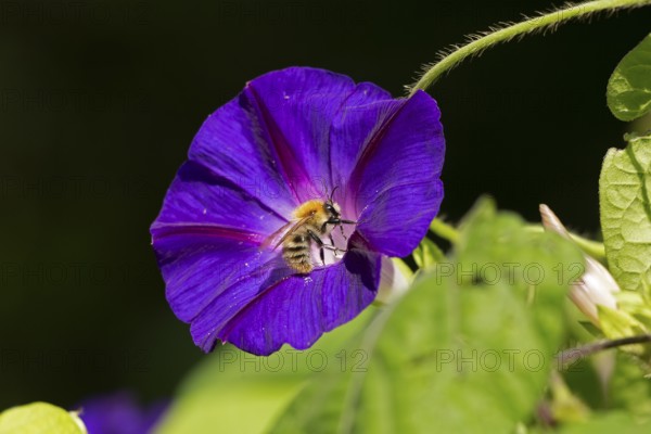 Wild bee on funnel bindweed (Ipomoea purpurea) flower, Sieversen, Rosengarten, Lower Saxony, Germany