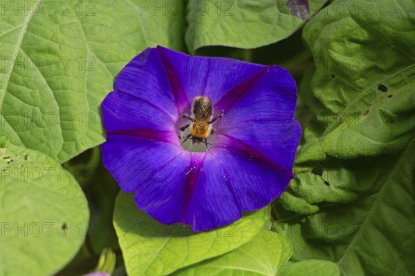 Wild bee on funnel bindweed (Ipomoea purpurea) flower, Sieversen, Rosengarten, Lower Saxony, Germany