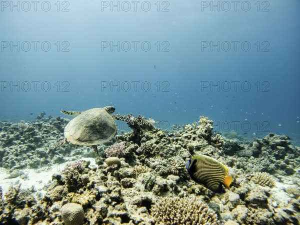 Red Sea, Underwater, Scuba, Coral Reef, Egypt, Hurghada, Clear Water, Habitat, Ecosystem, Hawksbill sea turtle, Bottle Hawksbill sea turtle, Green turtle, Batfish, Open Water, Open Water