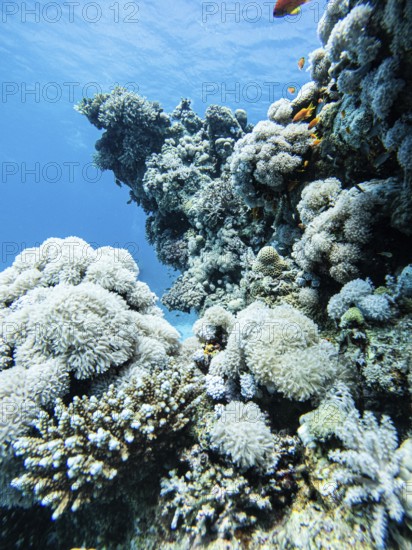 Red Sea, underwater, scuba, coral reef, Egypt, Hurghada, view upwards, white, clear water, habitat, ecosystem