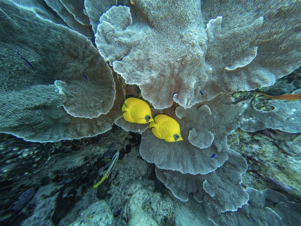 Red Sea, underwater, scuba, coral reef, Egypt, Hurghada, clear water, habitat, ecosystem, yellow fish, batfish, couple, marriage, together