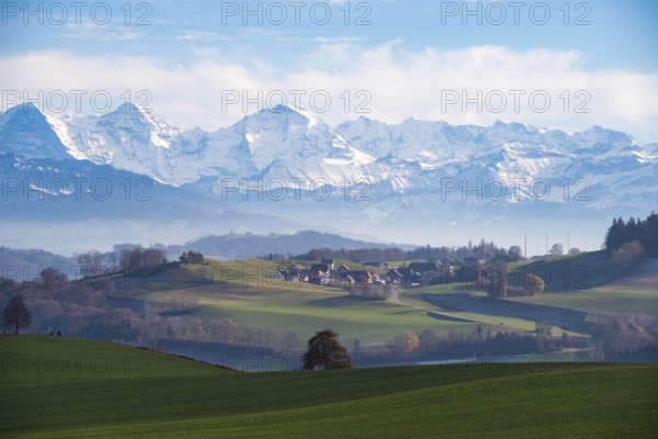 Triumvirate, Alps, Bernese Oberland, layers, Gurtendorf, view, tree, focus, solitair, centre, tourism, Bern, SChweiz, panorama, outlook