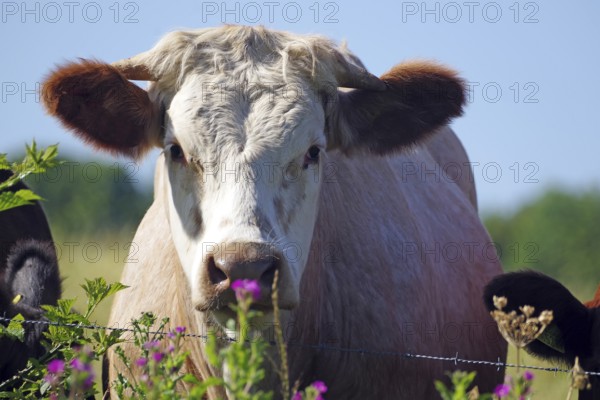 A cow looks curiously over a fence in a green pasture with flowers in the foreground, Aberdeenshire, Scotland, Great Britain
