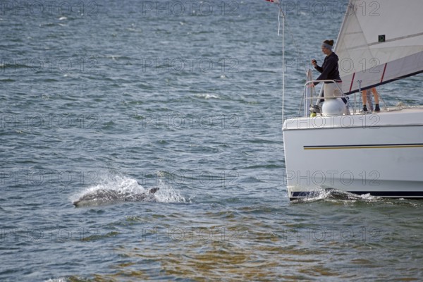 A person on a sailing boat watches a dolphin swimming in the water next to the boat, Moray Firth, Inverness, Scotland, United Kingdom