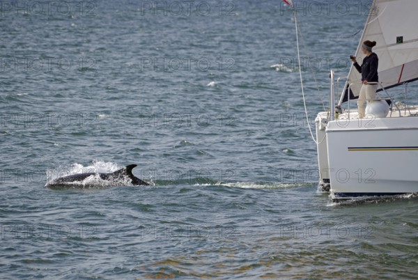 A dolphin swims next to a sailing boat in the blue sea, Moray Firth, Inverness, Scotland, Great Britain
