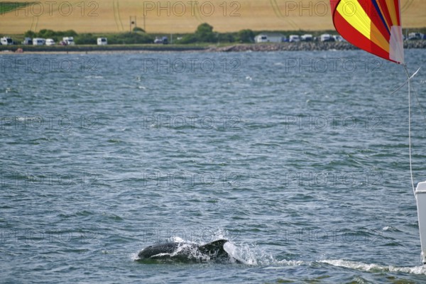 A dolphin swims in the sea while a sailing boat with a colourful flag sails nearby, Moray Firth, Inverness, Scotland, United Kingdom