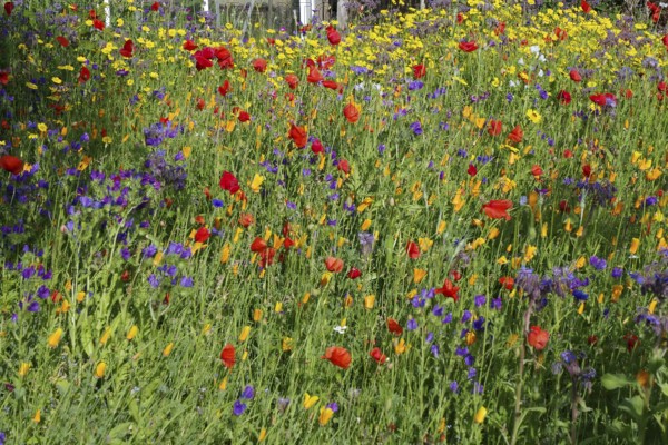Vibrant flower meadow with a mixture of red, yellow and purple flowers, Aberdeenshire, Scotland, Great Britain
