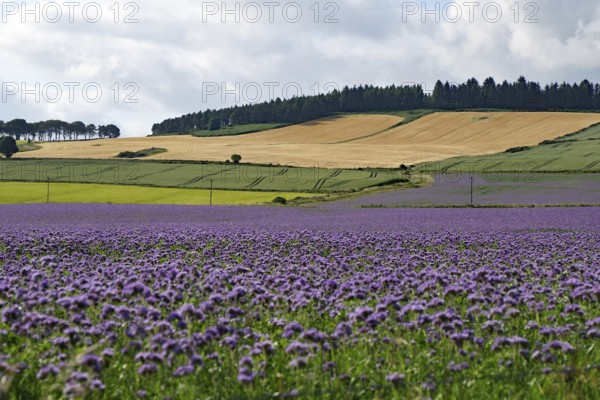 Wide landscape with blooming lavender field and farmland under cloudy sky, Aberdeenshire, Scotland, Great Britain