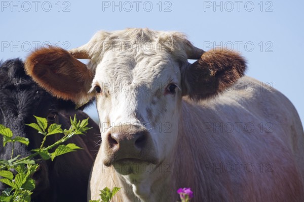 A curious view of a cow in a pasture with flowers and green background, Aberdeenshire, Scotland, United Kingdom