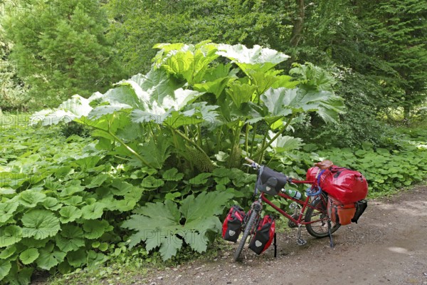 A bicycle with panniers stands at the edge of the forest, surrounded by lush green plants, redwood leaf, Aberdeenshire, Scotland, United Kingdom