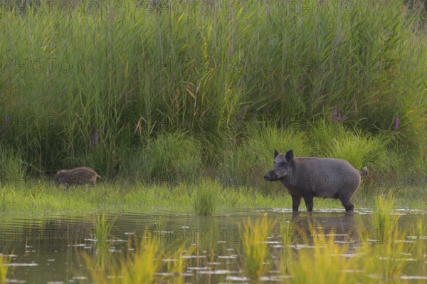 Wild boar (Sus scrofa), fresh boar, standing, water, riparian forest, Lower Austria