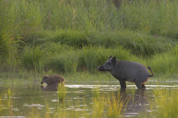 Wild boar (Sus scrofa), fresh boar, standing, urinating, water, riparian forest, Lower Austria