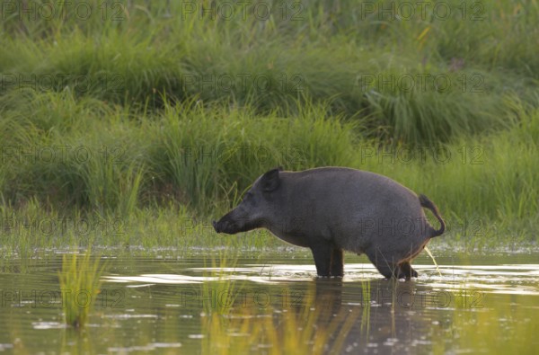 Wild boar (Sus scrofa), standing, urinating, water, riparian forest, Lower Austria