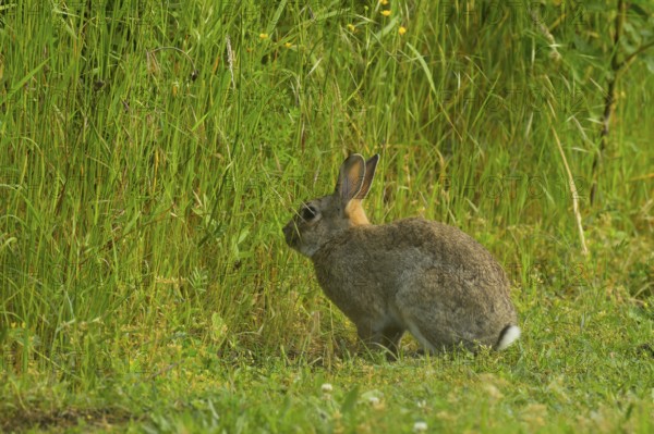Wild rabbit (Oryctolagus cuniculus), meadow, sitting, Vienna