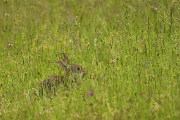Wild rabbit (Oryctolagus cuniculus), meadow, sitting, Vienna