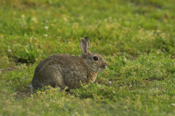 Wild rabbit (Oryctolagus cuniculus), meadow, sitting, Vienna