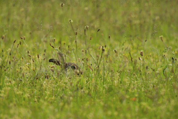 Wild rabbit (Oryctolagus cuniculus), meadow, sitting, Vienna