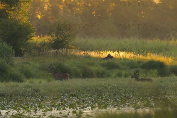 Red deer (Cervus elaphus), walking, morning mood, riparian forest, Lower Austria