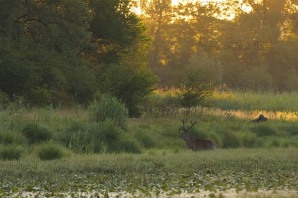 Red deer (Cervus elaphus), standing, morning mood, riparian forest, Lower Austria