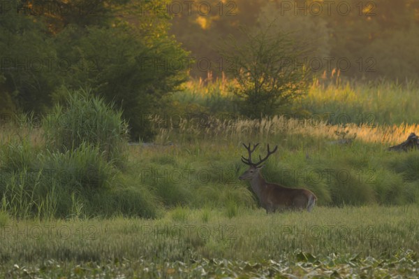 Red deer (Cervus elaphus), standing, morning mood, riparian forest, Lower Austria