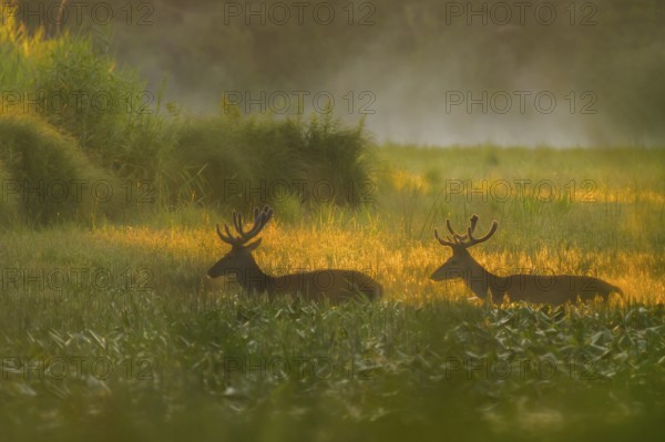 Red deer (Cervus elaphus), walking, morning mood, backlight, riparian forest, Lower Austria