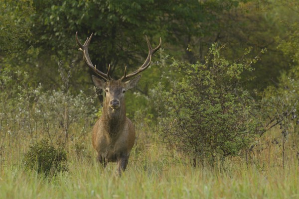 Red deer (Cervus elaphus), standing, meadow, forest, Lower Austria)