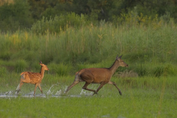 Doe (Cervus elaphus), calf, running, water, riparian forest, Lower Austria