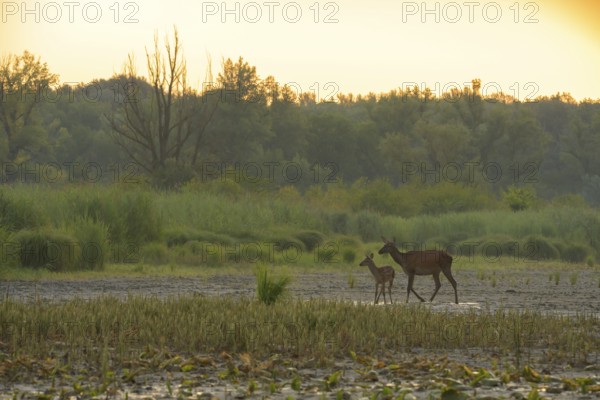 Doe, calf (Cervus elaphus), standing, riparian forest, Lower Austria