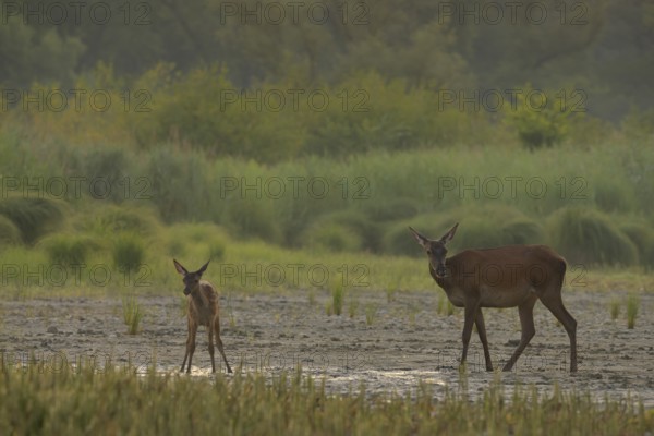 Doe, calf (Cervus elaphus), standing, riparian forest, Lower Austria