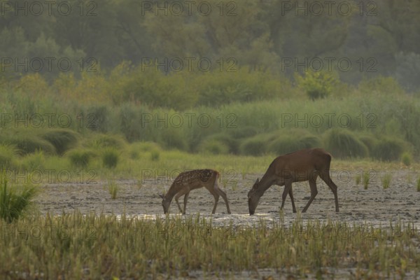Doe, calf (Cervus elaphus), standing, drinking, riparian forest, Lower Austria