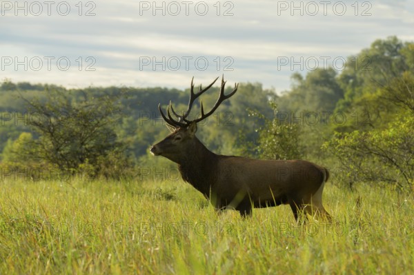 Red deer (Cervus elaphus), walking, meadow, forest, Lower Austria