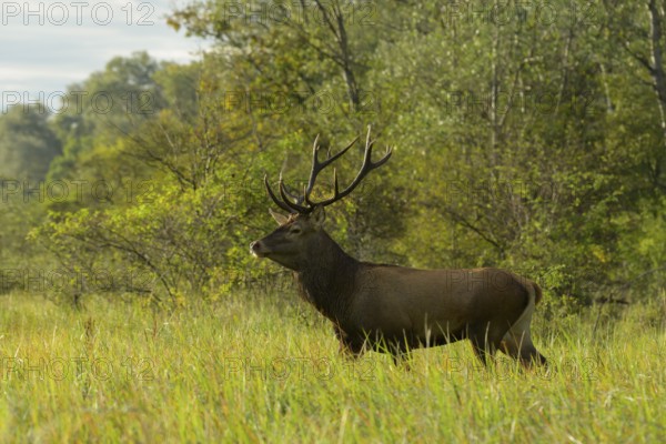 Red deer (Cervus elaphus), walking, meadow, forest, Lower Austria)