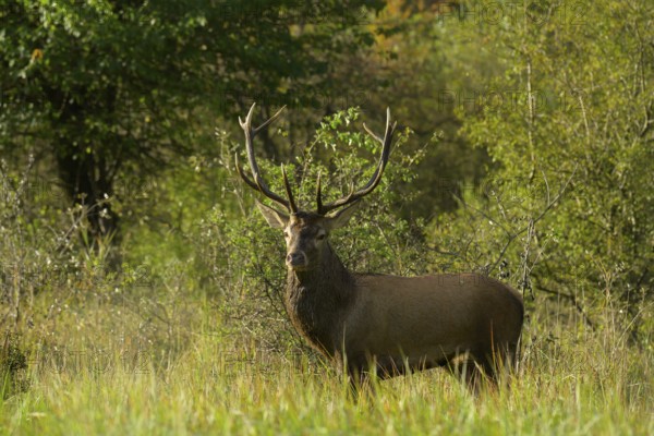 Red deer (Cervus elaphus), standing, meadow, forest, Lower Austria