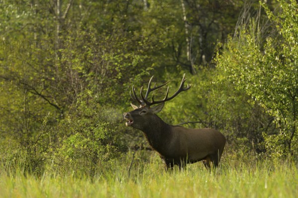Red deer (Cervus elaphus), standing, roaring, meadow, forest, Lower Austria